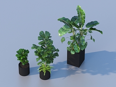 盆栽 花盆 盆栽 绿植