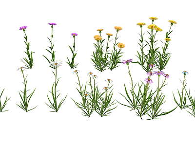 花草 花境 盆栽花草 滨菊 菊类