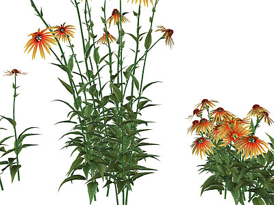 花草 花境 盆栽花草 松果菊 菊类
