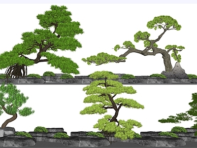 植物组合 造型松 迎客松 树池植物组合