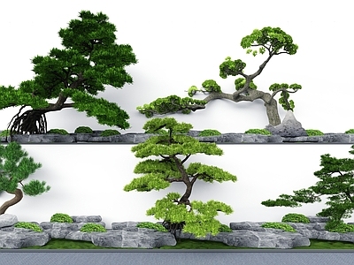 植物组合 造型松 景观松树 树池植物组合 迎客松