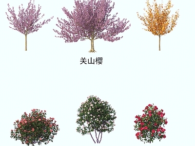 灌木 灌木花草 植物类