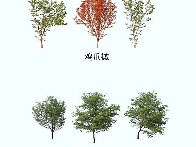景观树 灌木花草 植物类