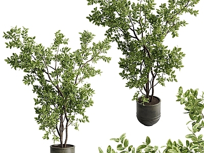 盆栽 植物 盆景盆栽 绿植 花艺