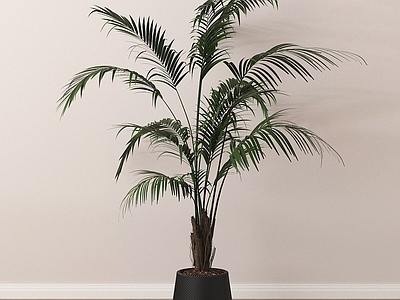 盆栽 落地植物 绿植盆栽 盆景