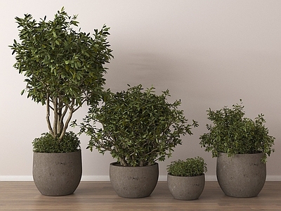 盆栽 落地植物 绿植盆栽 盆景