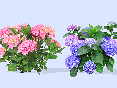灌木 2D绣球花 无尽夏 紫阳花 绣球花植物组合