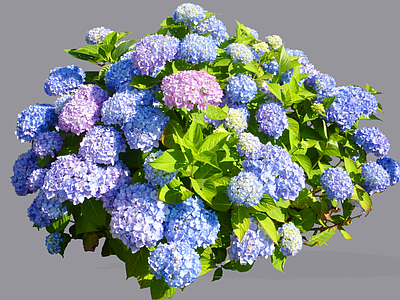灌木 2D绣球花 紫阳花 无尽夏