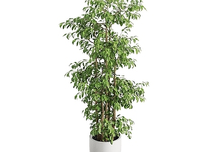 盆景 盆景 盆栽 绿植 植物
