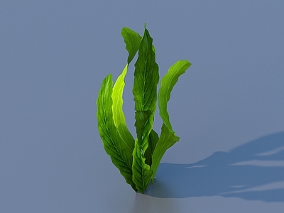 草 水草 蔬菜 菜叶