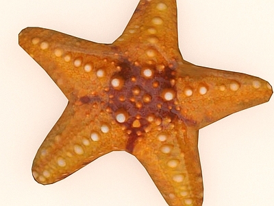 水生类动物 海星