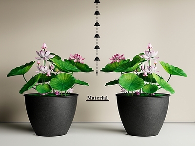 中式鱼缸 荷花缸 古法鱼缸 水生植物 荷花