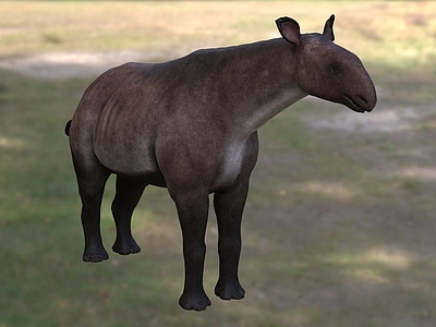 爬行类动物 巨犀 动物 生物