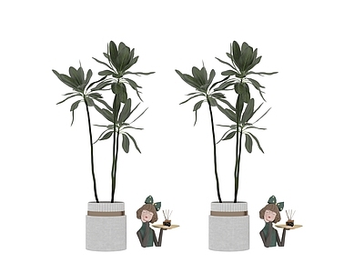 盆栽 植物