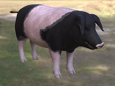 爬行类动物 施瓦本哈尔猪 动物 生物