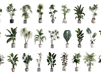 盆栽 绿植盆栽 植物盆栽 盆栽组合
