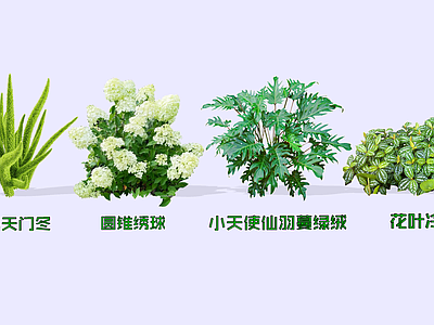 灌木 2D仙羽蔓绿绒 圆锥绣球 狐尾天门冬 花叶水冷花 小天使蔓绿绒