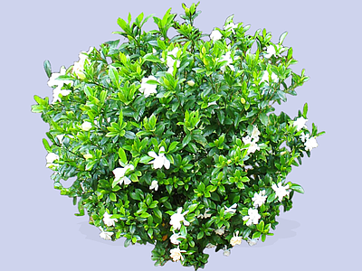 灌木 2D栀子花 栀子