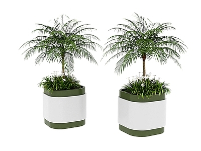 盆栽 植物