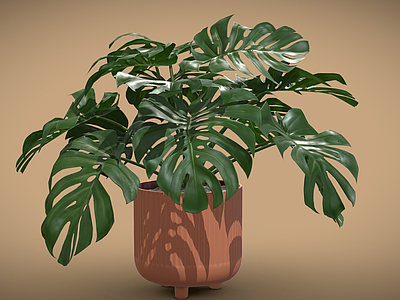 盆栽 盆栽龟背竹 盆栽 植物 绿化 大叶植物