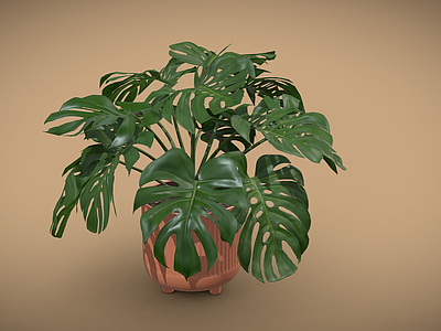 盆栽 盆栽龟背竹 盆栽 植物 绿化 大叶植物