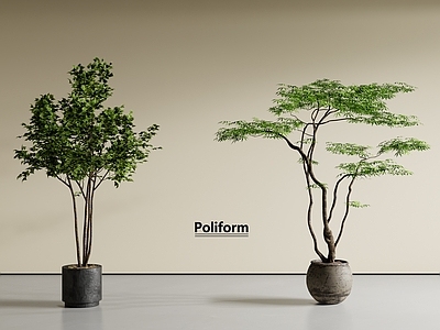 盆栽 枫树盆栽 景观树盆栽 绿植盆栽 鸡爪槭