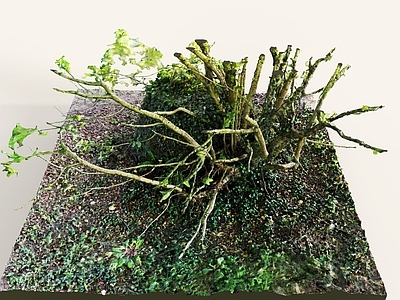 灌木 景观灌木 景观植物
