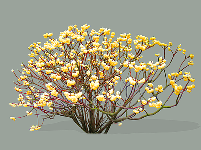 灌木 2D结香 岩泽兰 三桠皮三叉树 蒙花山棉皮 结香花