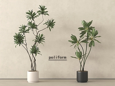 盆栽 盆景 落地植物 盆栽 绿植盆栽