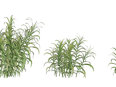 水生植物 水生植物 芦竹