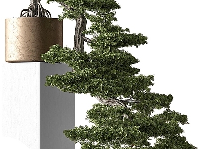 盆景 盆景盆栽 植物 绿植 花艺