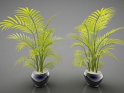 现代装饰植物