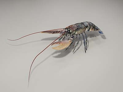 现代爬行类动物 长须虾