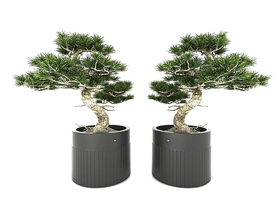 现代佛龛 现代风格植物