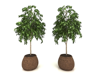 现代佛龛 现代风格植物
