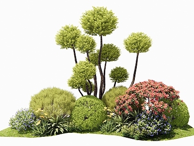 灌木 植物堆 多头女贞 灌木球 花境 花草组合