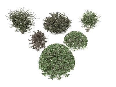 景观树 灌木 景观植物 树木