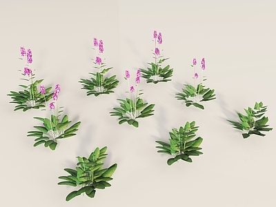 花 花草 花卉