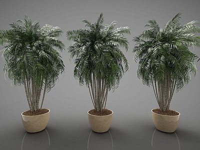 现代装饰植物