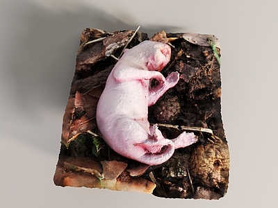 爬行类动物 老鼠 小老鼠 幼鼠