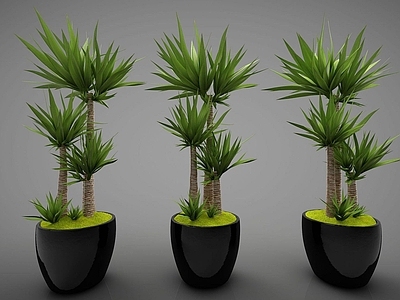 现代装饰植物
