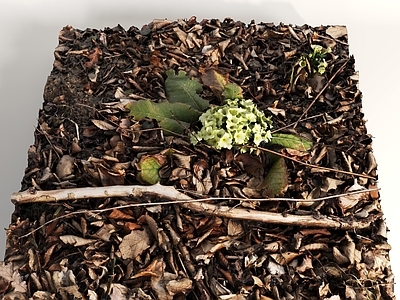 花 植物花卉 落叶 地形 地面