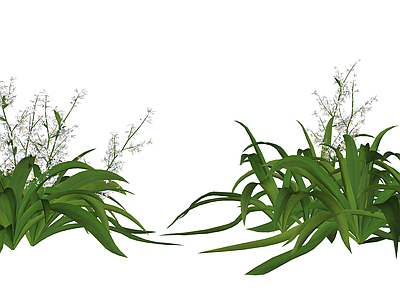 花草 花境 盆栽花草 龙舌百合 百合