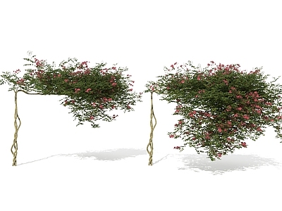 藤蔓 藤本植物 藤曼 爬藤