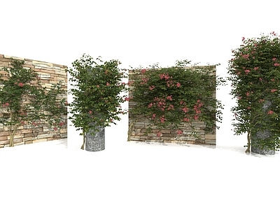 藤蔓 藤本植物 藤蔓 爬藤