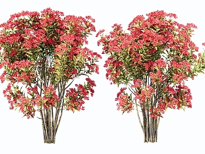 花草 杜鹃 映山红 锦带花 叶子花 灌木