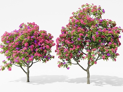 花 月季花 山茶花 三角梅 灌木 叶子花