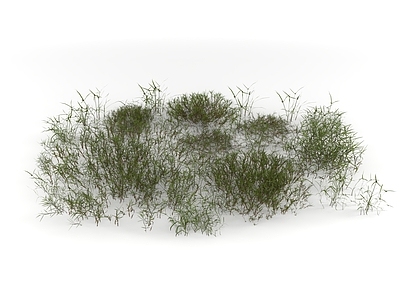 草 花草 杂草 野草