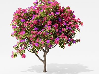 灌木 月季花 山茶花 三角梅 开花植物 花树