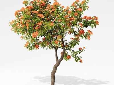 花 山茶花 三角梅 月季花 景观花卉 花树
